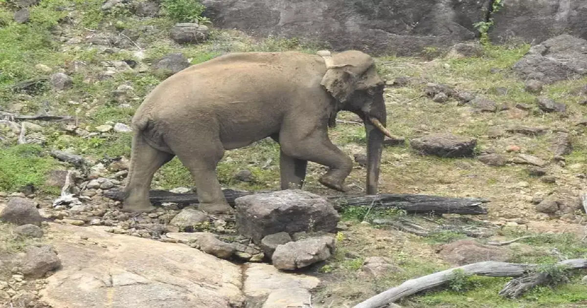 மாஞ்சோலையில் முகாமிட்டுள்ள அரிகொம்பன்; 3வது நாளாக தேடும் பணியில் சிக்கல்! 