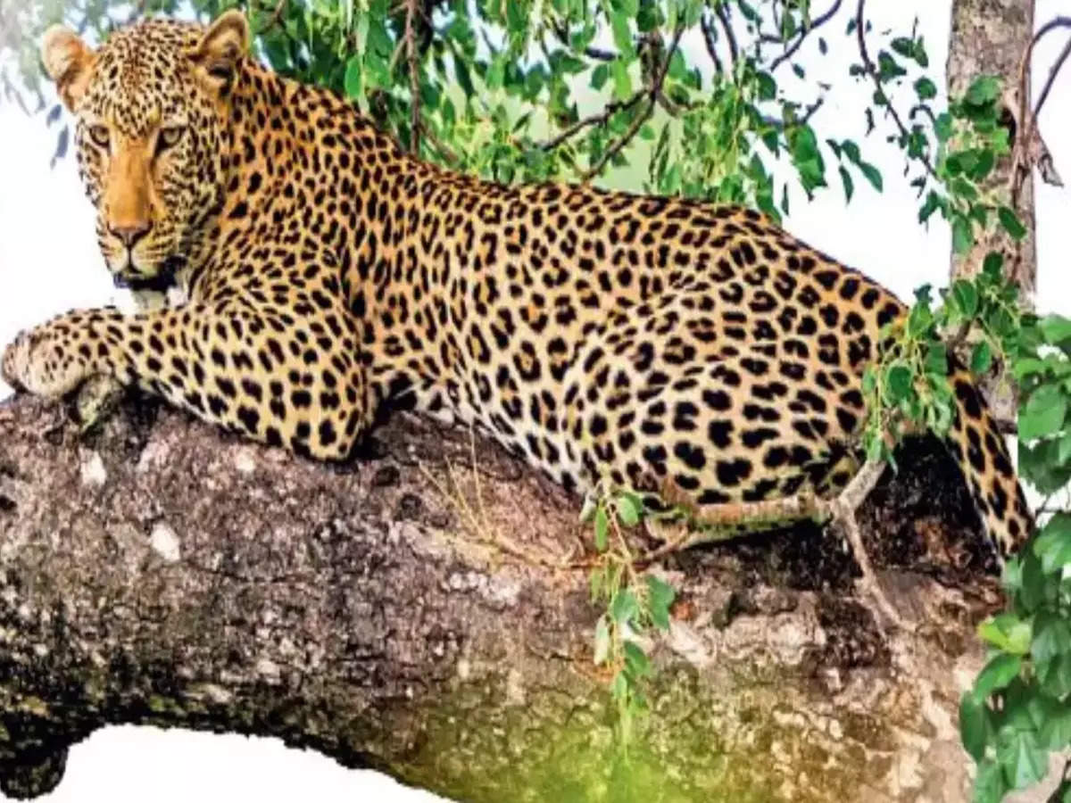 Leopard Spotted Ahmedabad: Leopard Spotted On City's Outskirts