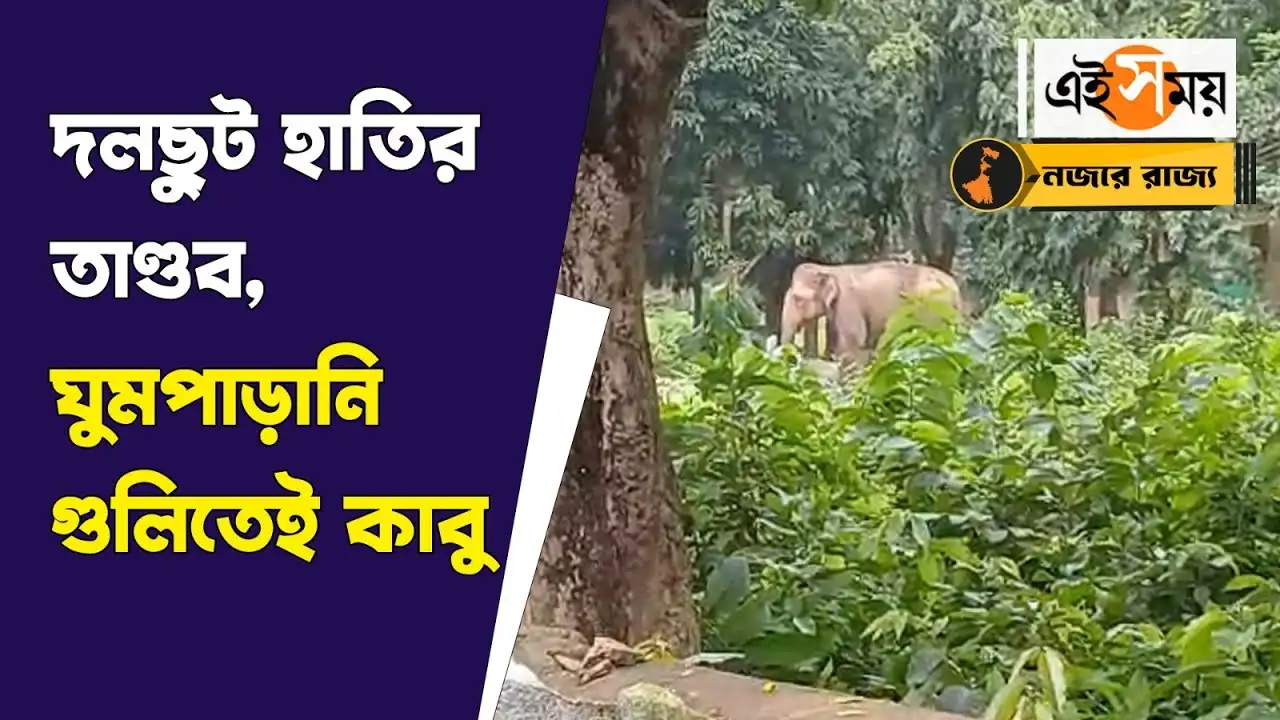 Jhargram Elephant Panic : দলছুট হাতির তাণ্ডবে ঝাড়গ্রামে ছড়াল আতঙ্ক – elephant enters residential area in jhargram creates panic among locals watch the bengali video