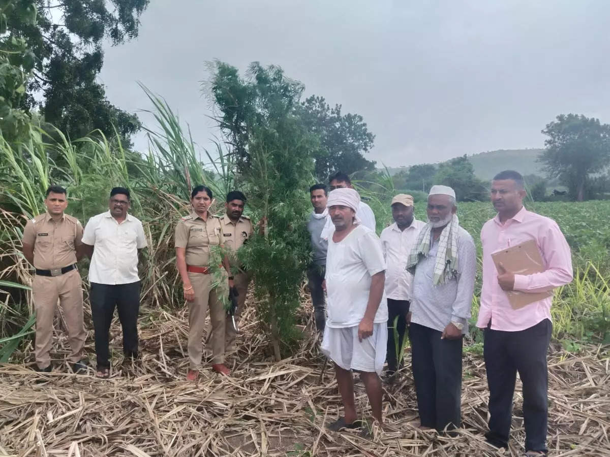 माहितीची खात्री होताच शेतात पोलिसांनी टाकली धाड, धक्कादायक प्रकाराने परिसरात खळबळ