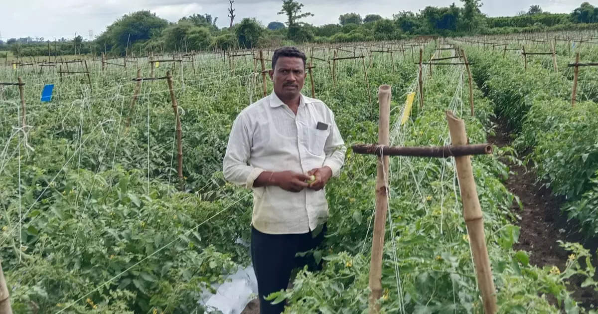 अमरावतीच्या शेतकऱ्याने केली कमाल, लालसोना टोमॅटोमुळे झाला मालामाल, २ एकरात लाखोंचे उत्पन्न