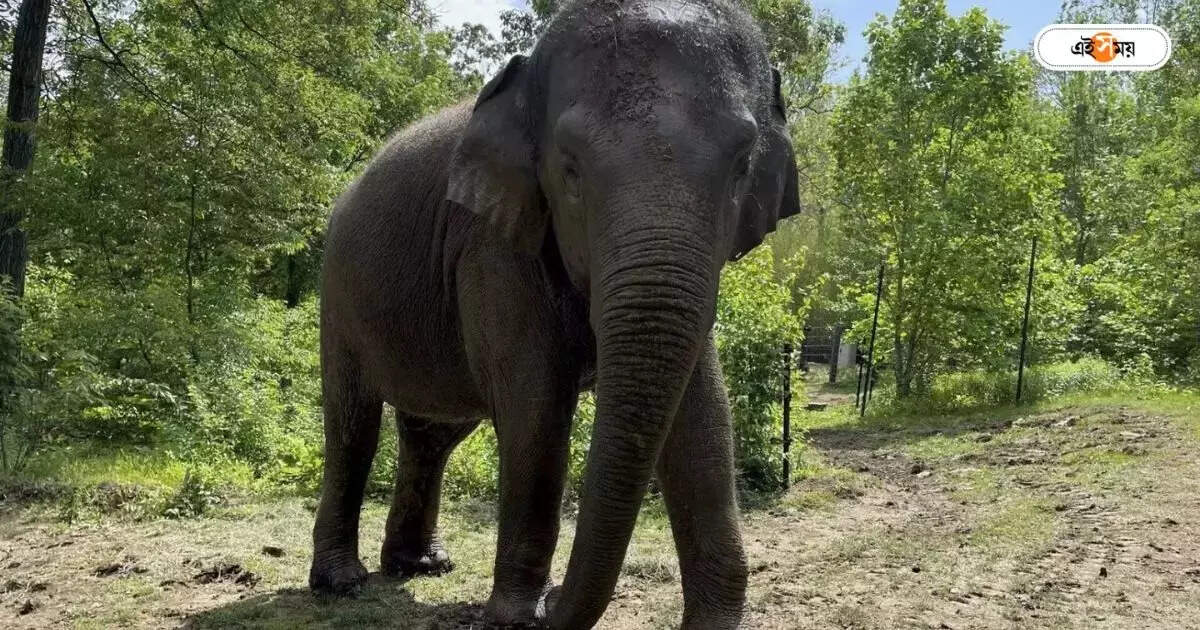 Elephant Attack: শুঁড়ে তুলে মাটিতে ঠেলে নিয়ে গেল হাতি, তবুও রক্ষা! – elephant attack in bankura on the first day of madhyamik examination