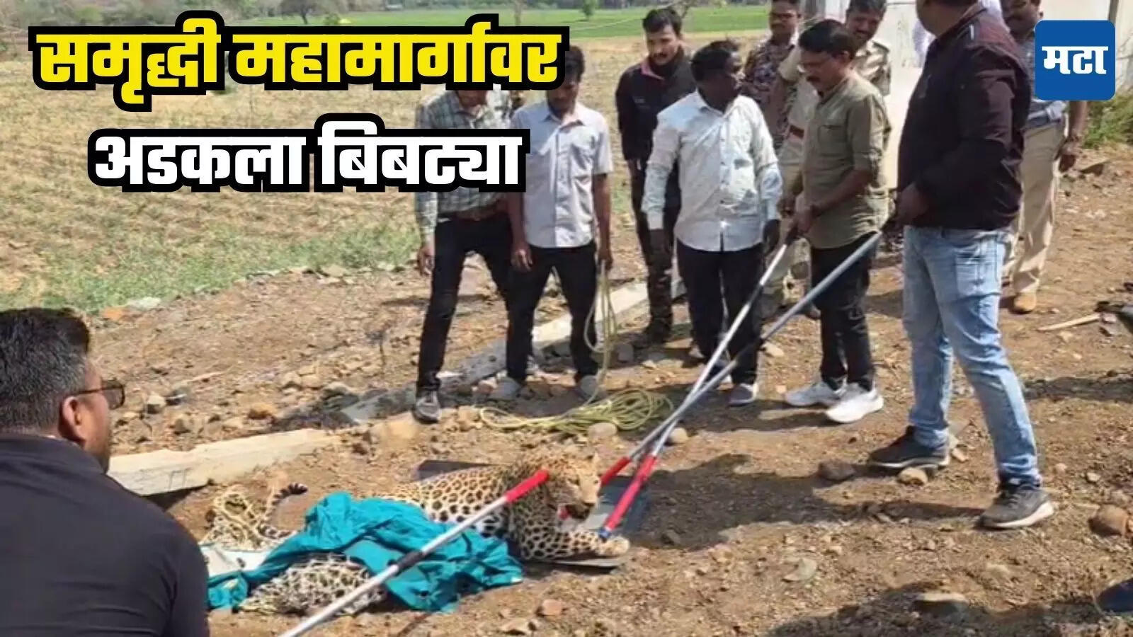 समृद्धी महामार्गावर अडकला बिबट्या, पाहा सुटकेचा थरारक VIDEO
