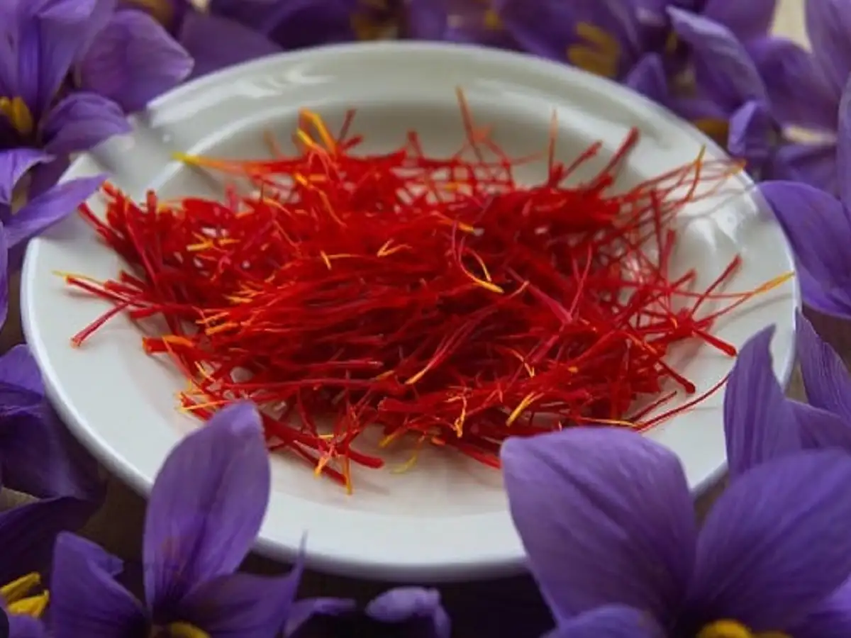 இனி காஷ்மீர்லா போக வேண்டாம் கொடைக்கானலிலேயே இருக்கு.....குங்குமப்பூ விளைச்சல் செய்து அசத்திய விவசாயி! 