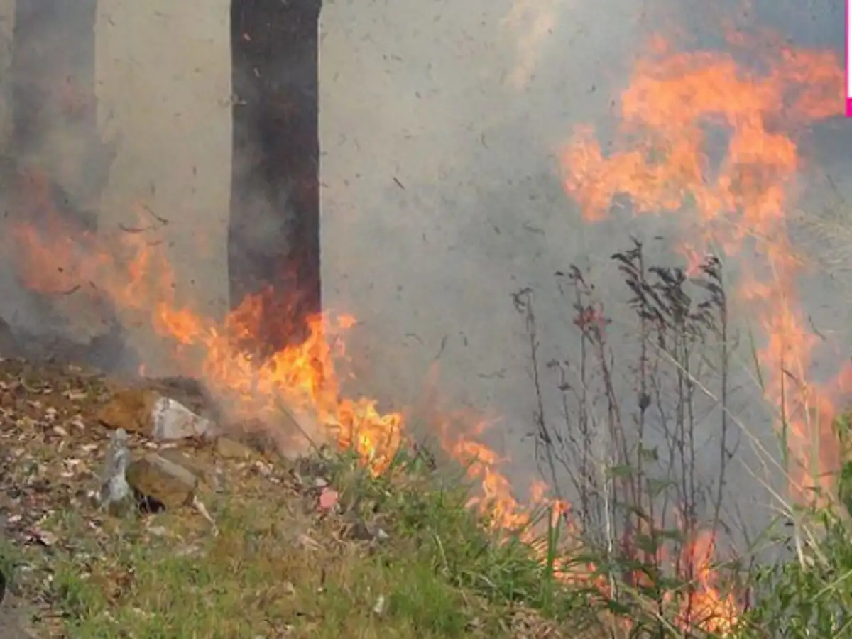 சுட்டெரிக்கும் சூரியன்; வெயிலின் தாக்கத்தால் ஏற்காடு மலைப்பகுதியில் திடீர் தீ விபத்து! 