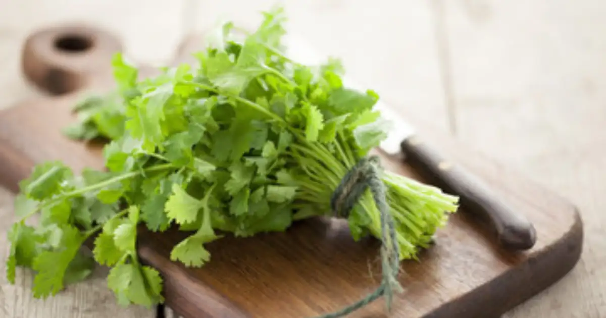 3 Tips To Keep Coriander Leaves Fresh Without Fridge; फ्रिजशिवाय