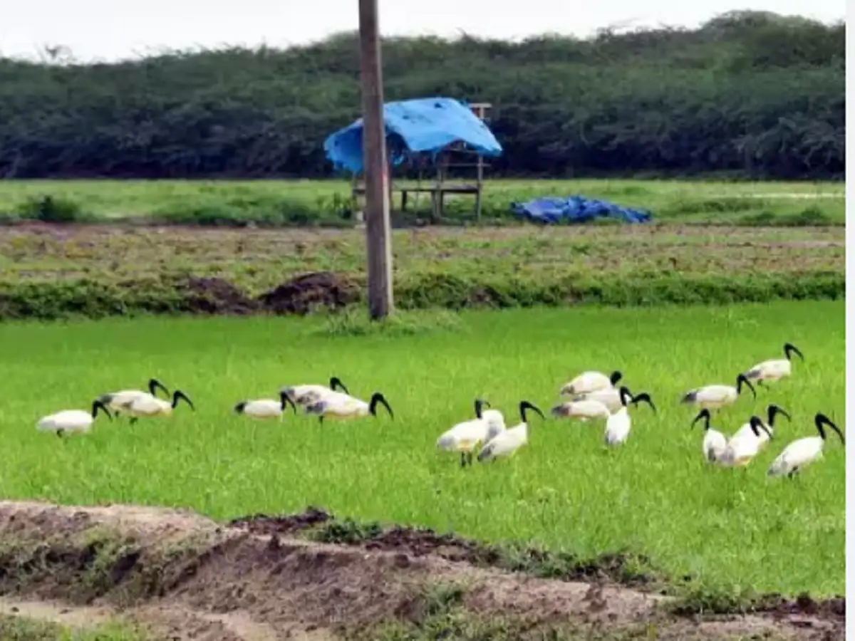 ராமநாதபுரத்தில் வறண்டு போன நீர்நிலைகள்; உணவு தேடி அலைமோதும் வெளிநாட்டு பறவைகள்! 