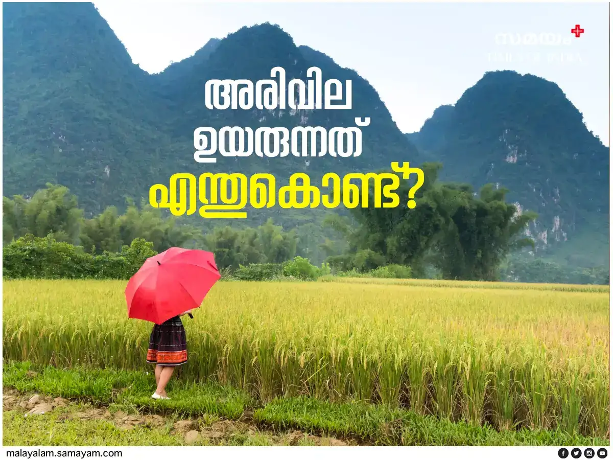 Rice Price Kerala,അരി വില കൂടുന്നത് എന്തുകൊണ്ട്? - reasons of rice ...