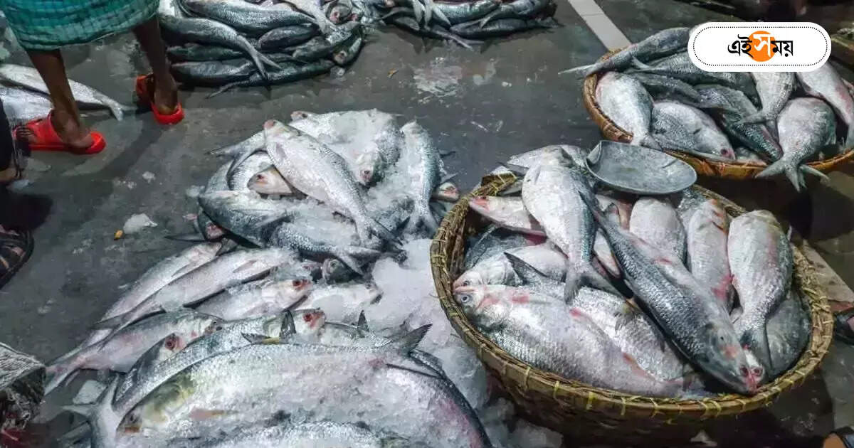 Hilsa Fish,সমুদ্রে বাড়ছে ইলিশের জোগান, আশা মৎস্যজীবীদের – south 24 parganas fishermen are happy for hilsa fish supply increasing in sea
