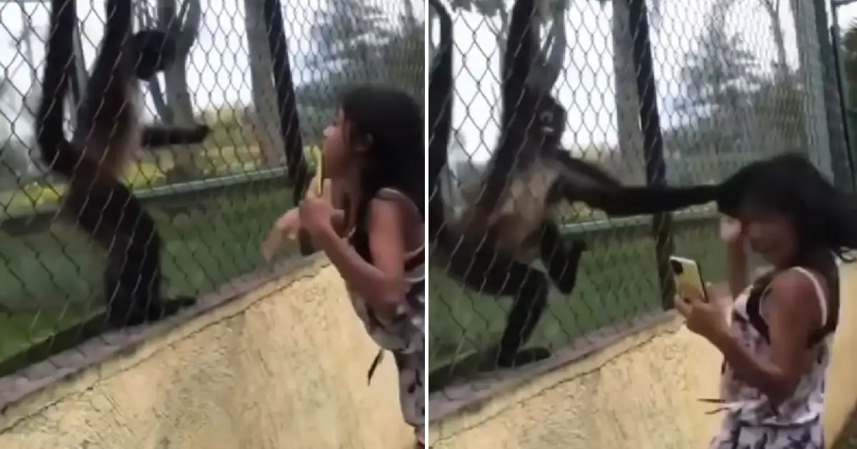 Monkey Attacks Tourist Girl Animal Video goes viral | पप्पांची परी काढत ...