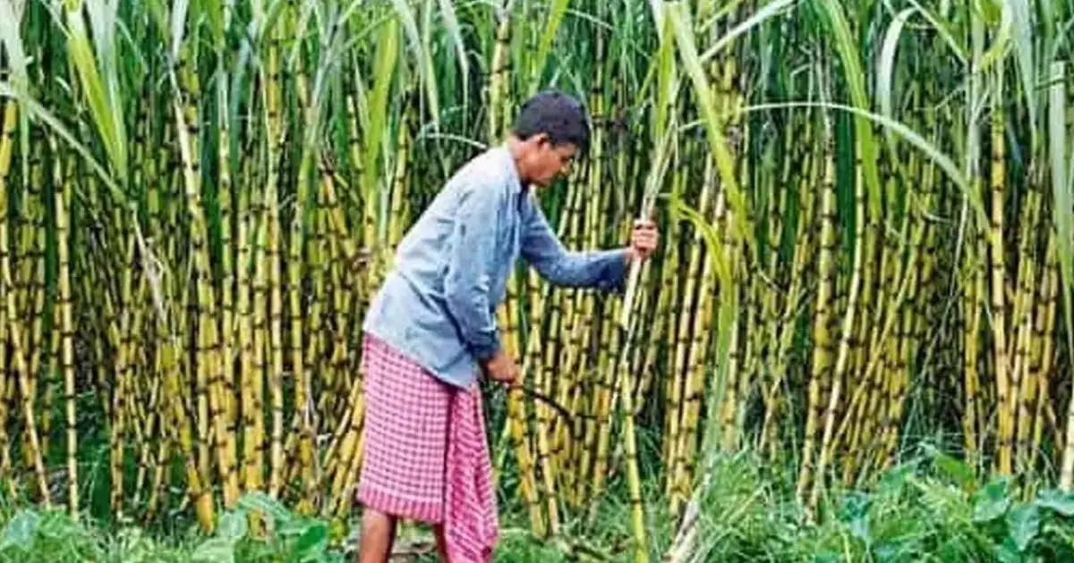 Sugarcane Farmer: होली से पहले गन्ना किसानों को बड़ी सौगात, 5.22 करोड़  रुपये का भुगतान, डेप्युटी सीएम ने प्रयासों से मिली सफलता - big gift to  sugarcane farmers rs 5.22 ...