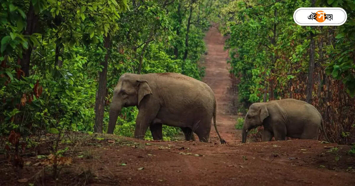 Jhargram Elephant,স্রেফ কাগুজে অস্তিত্ব! এলিফ্যান্ট রিজ়ার্ভে প্রশ্ন – controversy over jhargram mayurjharna elephant reserve project