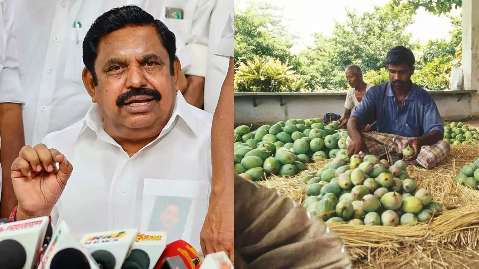 மா விலை வீழ்ச்சி..தவிக்கும் விவசாயிகள்.. அதிமுக சார்பில் உண்ணாவிரதப் போராட்டம் - EPS அதிரடி! 