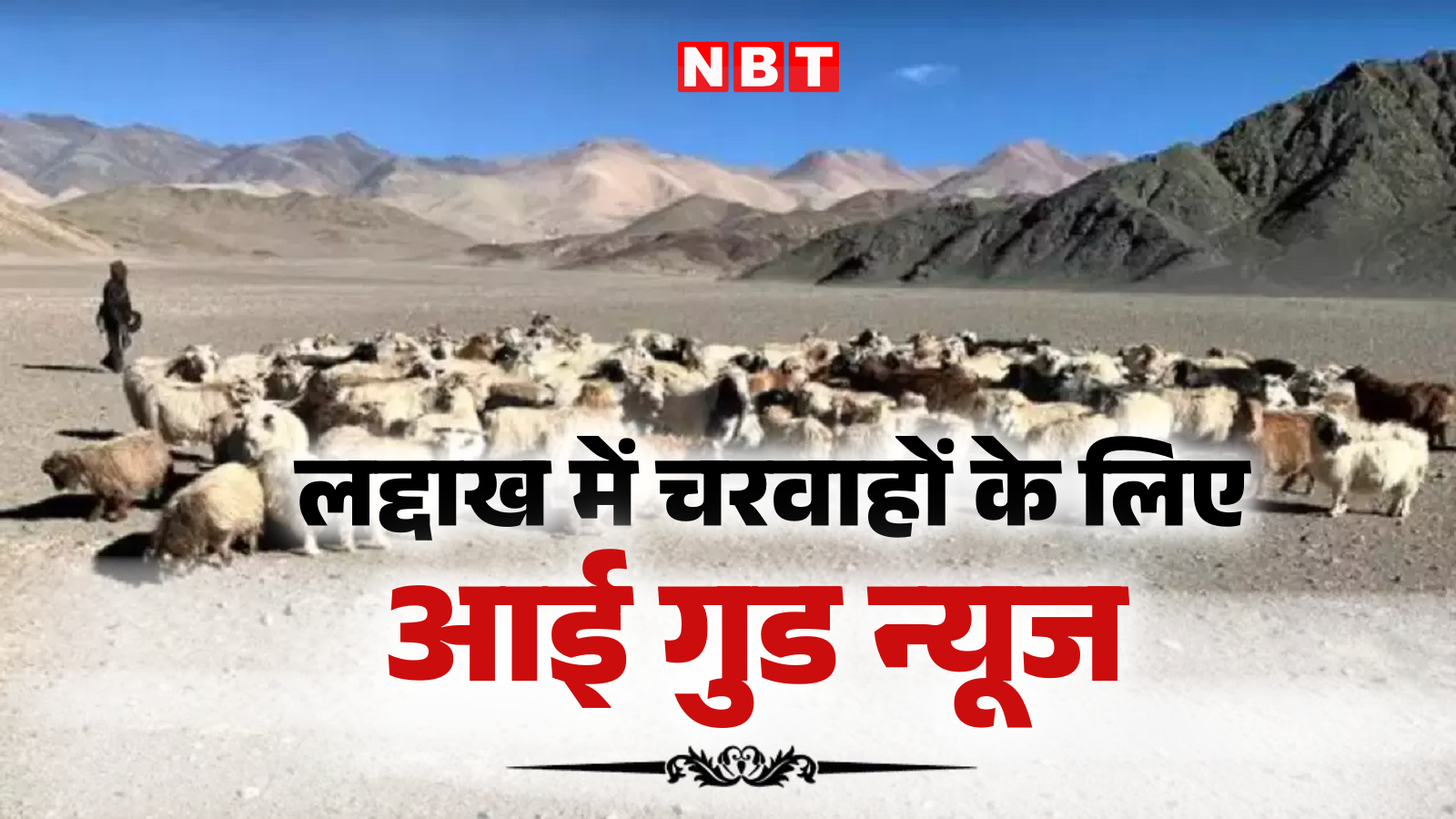 Permission granted to graze cattle in the high altitude areas of eastern Ladakh, know what the shepherds want