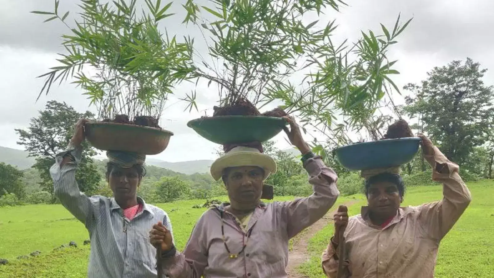 பெண்கள் கை நிறைய சம்பாதிக்க உதவும் மூங்கில் சாகுபடி! 