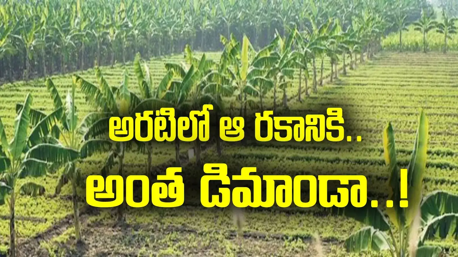 AP News: అరటిలో ఈ రకానికి భారీగా డిమాండ్.. ఆ జిల్లా రైతుల పంట పండింది..