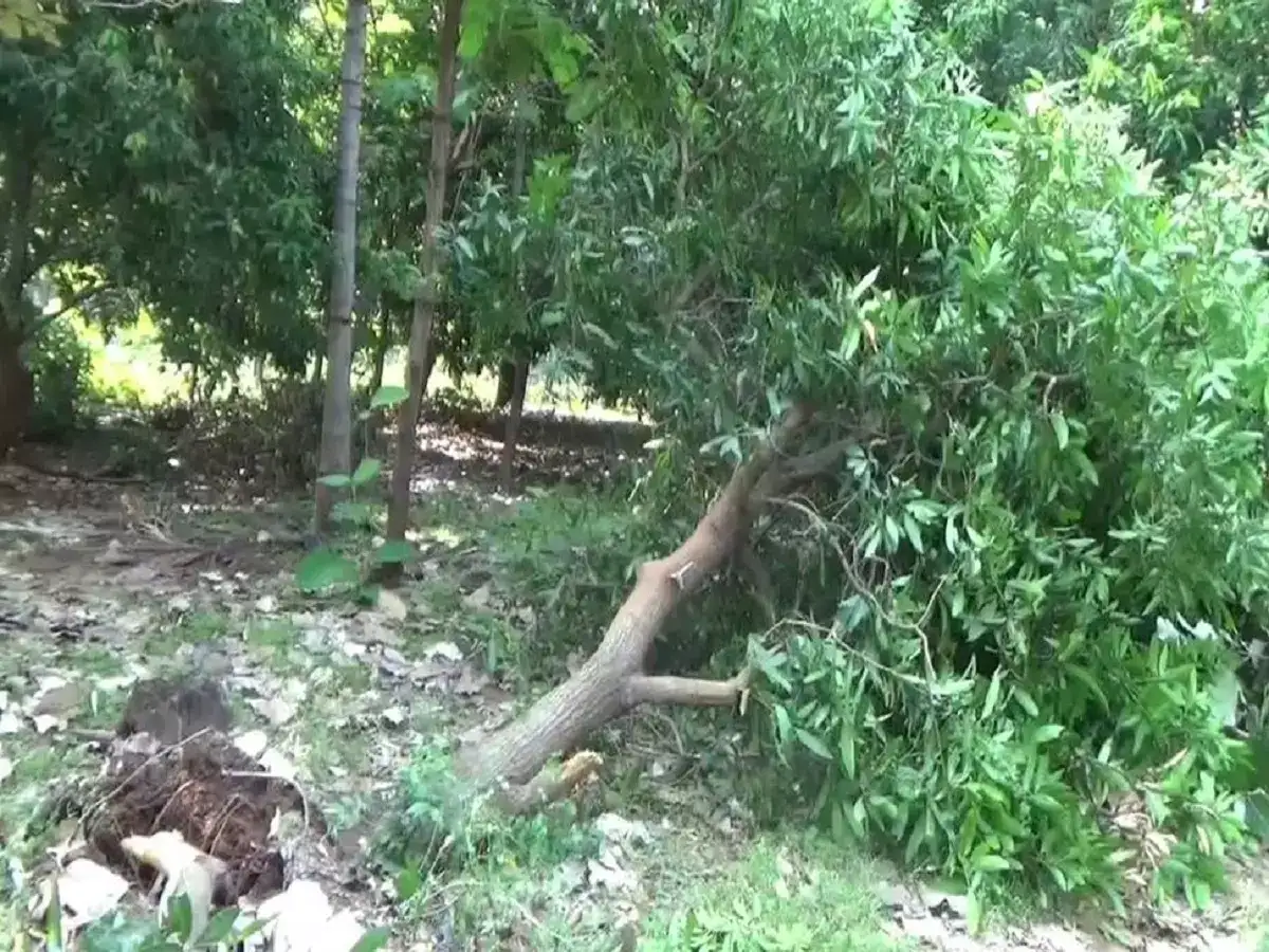 ஸ்ரீ வில்லிபுத்தூரில் மரங்களை வேரோடு பிடுங்கி காட்டு யானைகள் அட்டகாசம்... விவசாயிகள் கவலை 