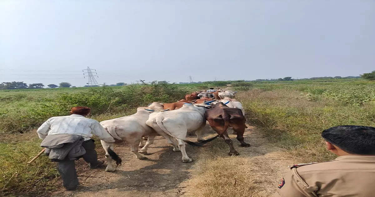 मध्य प्रदेशातून कत्तलीसाठी गुप्त मार्गाने बैल महाराष्ट्रात; पोलिसांना कुणकुण, सापळा रचला, अन्…