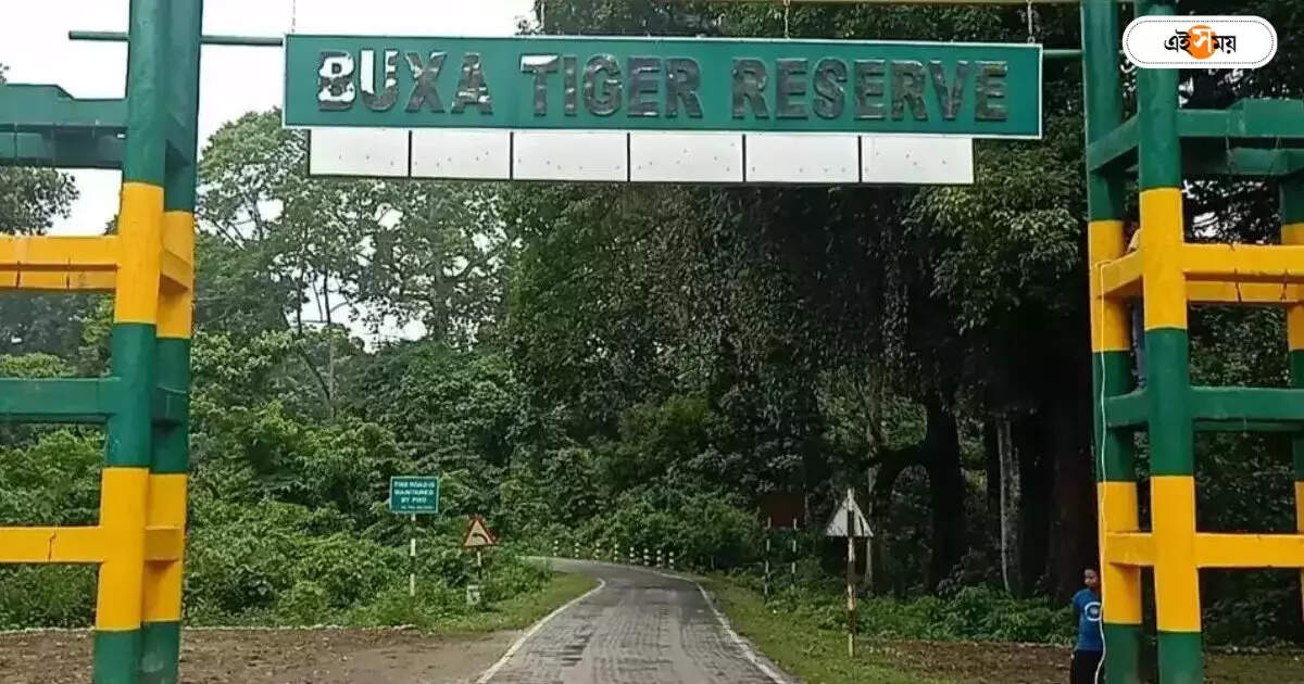 Buxa Tiger Reserve Tour : বক্সায় জঙ্গল সাফারিতে বাতিল ৩০ জিপসি গাড়ি, পুজোর মুখে দুশ্চিন্তায় পর্যটকরা – buxa tiger reserve wb forest department decides to remove all old gypsy car for jungle safari