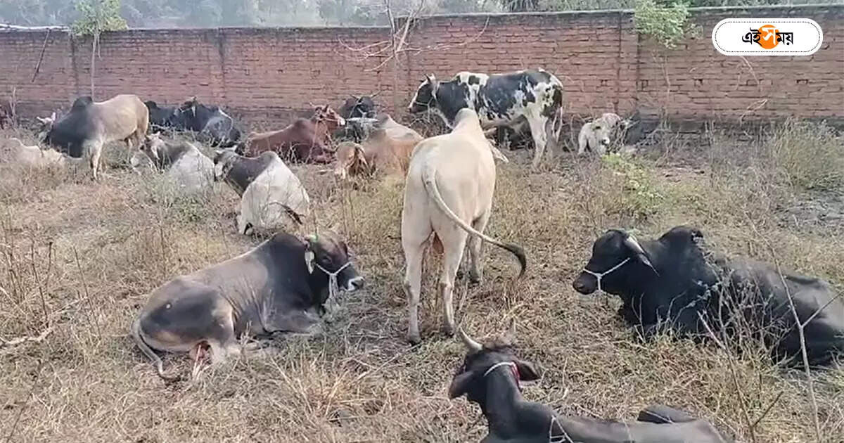 Cow Smuggling : বাংলায় ঢোকার মুখে বাজেয়াপ্ত পাচারের ১০৩ গোরু, গ্রেপ্তার ৫ – rupnarayanpur naka point seized 103 cattle for smuggling to bangladesh from bihar