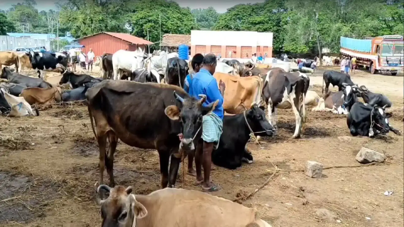 பக்ரீத் பண்டிகை...மாட்டு சந்தையில் மாடுகள் விற்பனை அமோகம்-3 கோடி வரை விற்பனை! 
