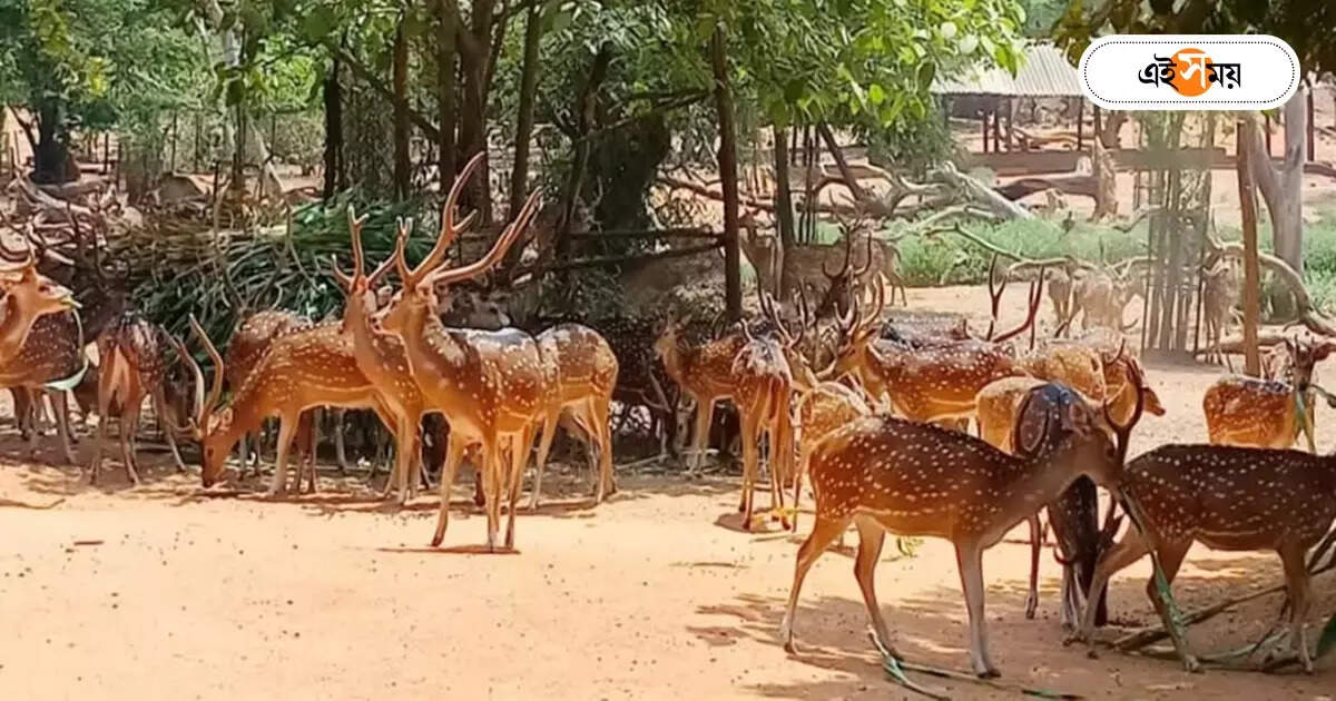 Shantiniketan Bolpur,গরমে হরিণদের সুস্থ রাখতে ‘স্পেশ্যাল ডায়েট’, কী কী থাকছে মেনুতে? – special summer diet for deer at ballavpur santiniketan