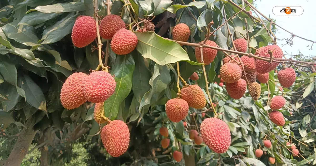 Lychee Farming,আবহাওয়া অনুকূলে, আম নিরাশ করলেও রেকর্ড লিচু ফলনের সম্ভাবনা মালদায় – lychee farming may reach record number in this year at malda