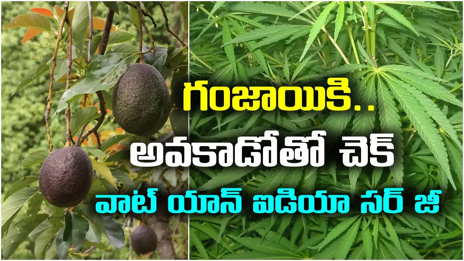 గంజాయికి అవకాడోతో చెక్.. ఎకరాలో పండిస్తే ఇంత లాభమా? ఐడియా అదిరింది గురూ