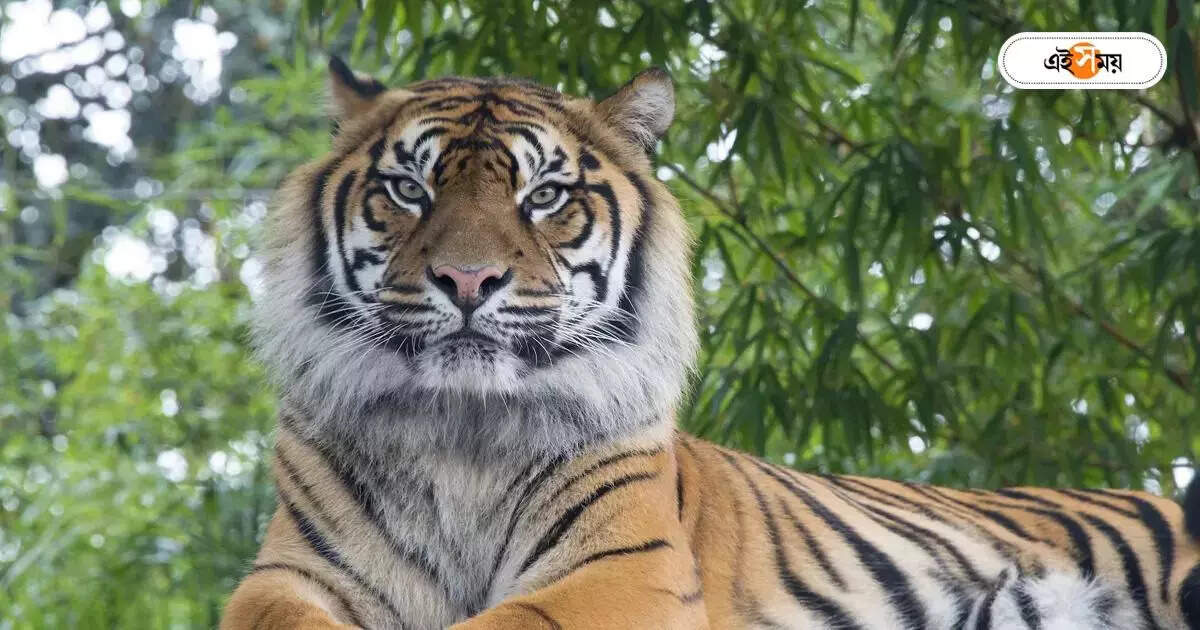 Sundarban : জঙ্গলে ফিরল রয়্যাল বেঙ্গল, ধড়ে প্রাণ এল গ্রামবাসীর – forest department send back royal bengal tiger to the jungle at sundarban area