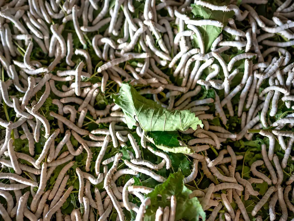 வீட்டிலேயே செய்யும் தொழில்.. பட்டுப்புழு வளர்ப்பு தொழில்! 