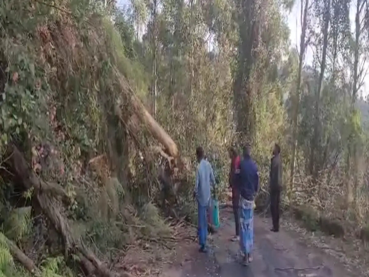 கொடைக்கானல் அருகே சாலையில் முறிந்து விழுந்த மரம்; போக்குவரத்து கடுமையாக பாதிப்பு! 