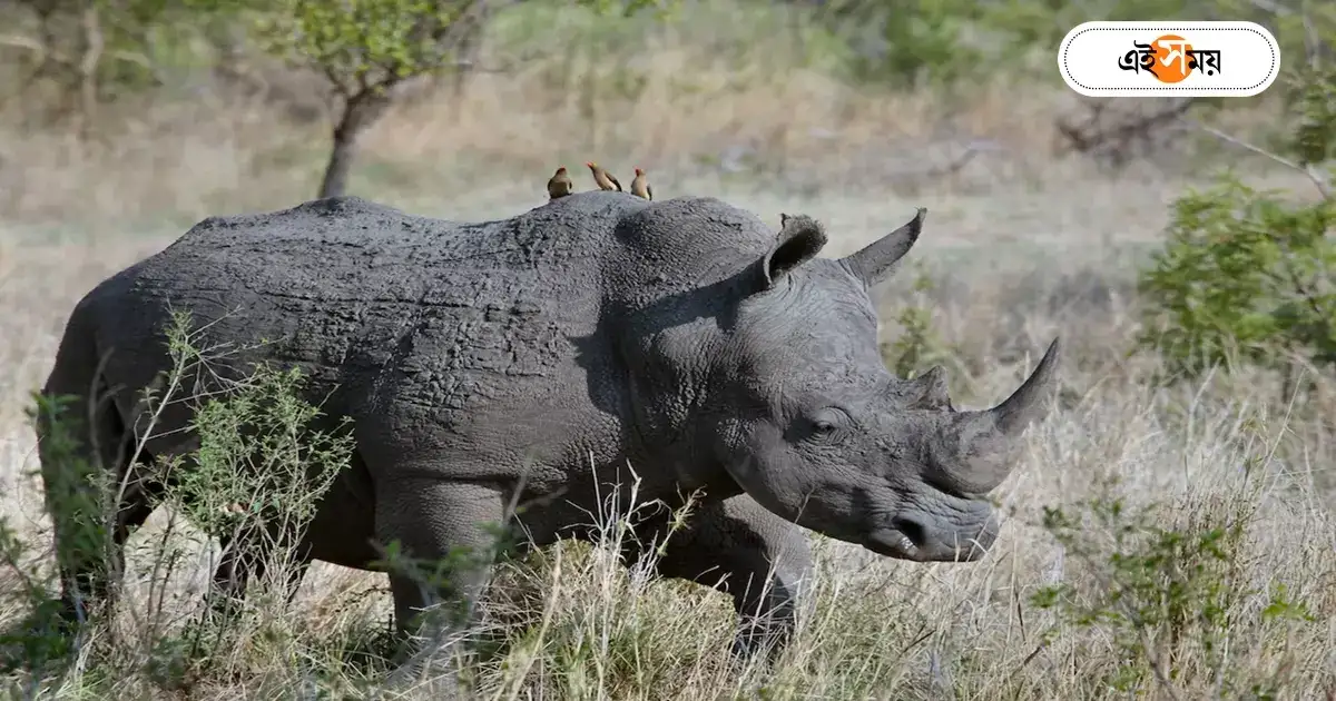 Alipore Zoo : সিঙ্গল জলদা বড্ড একা, গার্লফ্রেন্ড খুঁজছে আলিপুর – alipore zoo authorities are looking for a girlfriend for jalda the single one horned rhinoceros