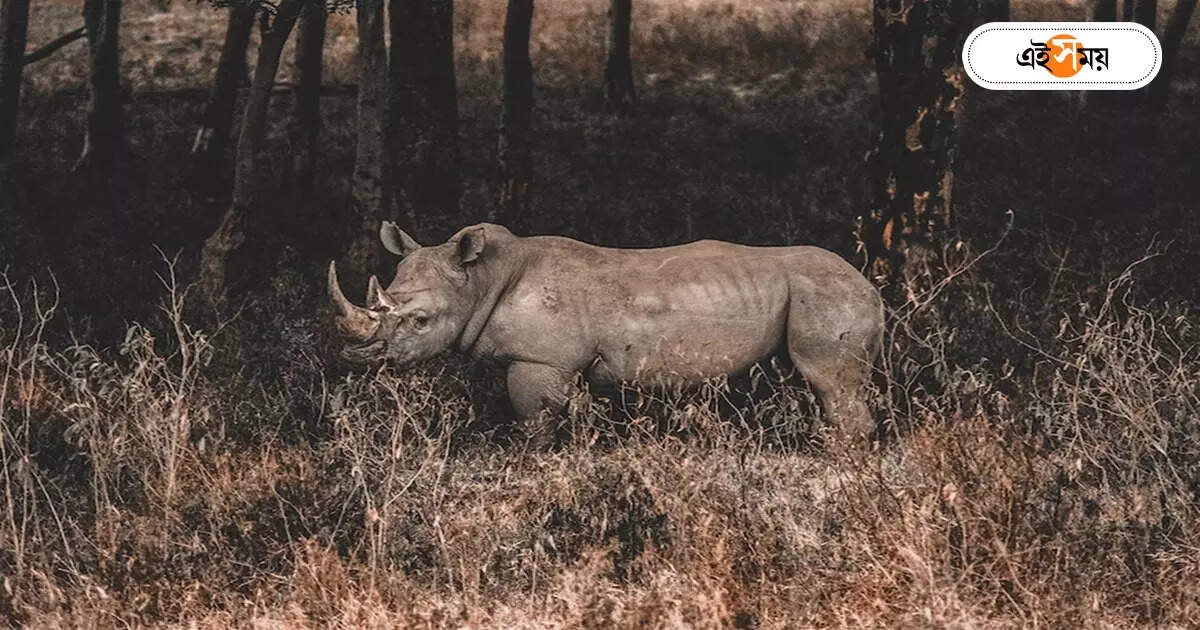 Jaldapara National Park : আর একটা ‘জলদাপ্রসাদ’ হল না, গোরুমারায় উদ্ধার গন্ডার শাবক – foresters rescued a rhino cub from garati river in gorumara but the 20 day old cub died on sunday morning
