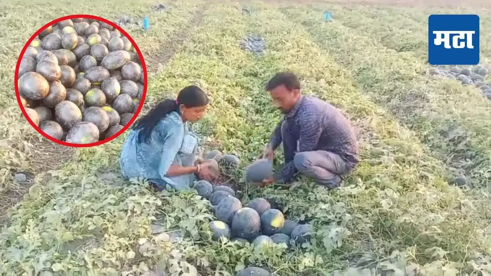 पती-पत्नीने अवघ्या दीड एकरात घेतलं ६५ टन कलिंगडाचे विक्रमी उत्पादन, केली लाखोंची कमाई पती-पत्नीने अवघ्या दीड एकरात घेतलं ६५ टन कलिंगडाचे विक्रमी उत्पादन, केली लाखोंची कमाई