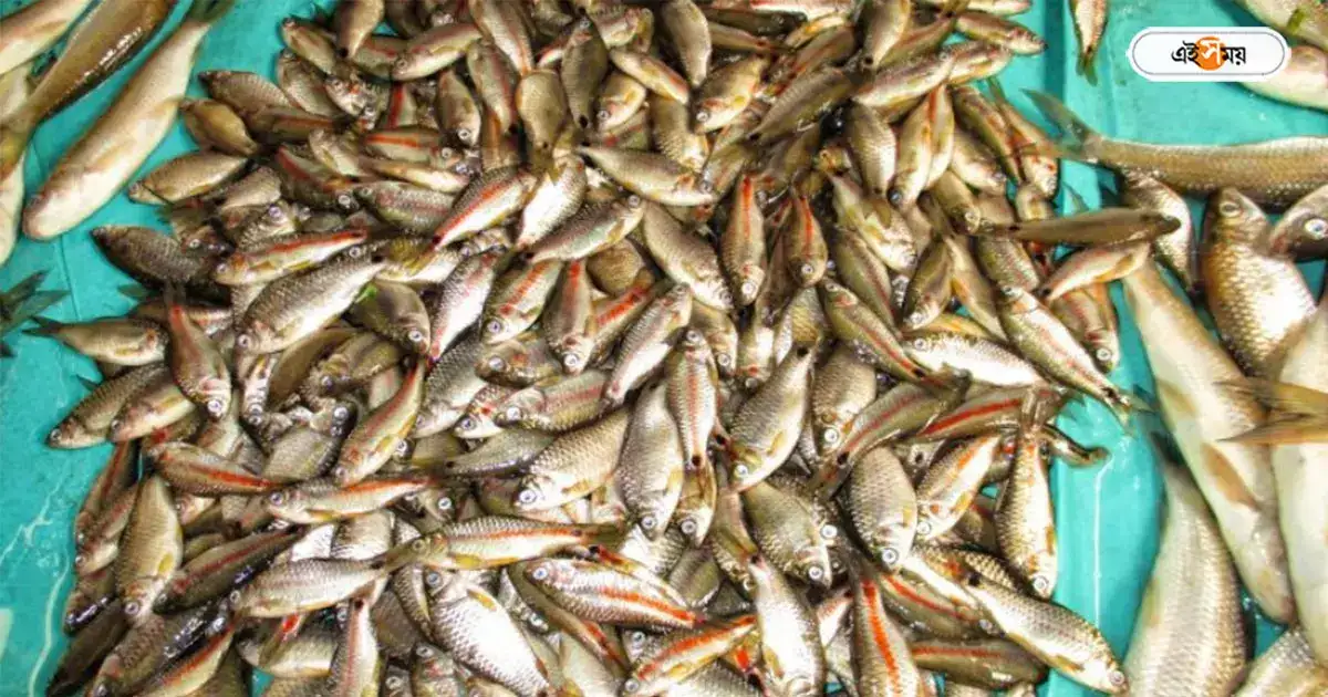 Boroli Fish : কালজানিতে মৎস্যজীবীদের জালে বোরোলি মাছ, খুশি ভোজনরসিকরা, দাম কত? – boroli fish caught by fisherman from kaljani river alipurduar