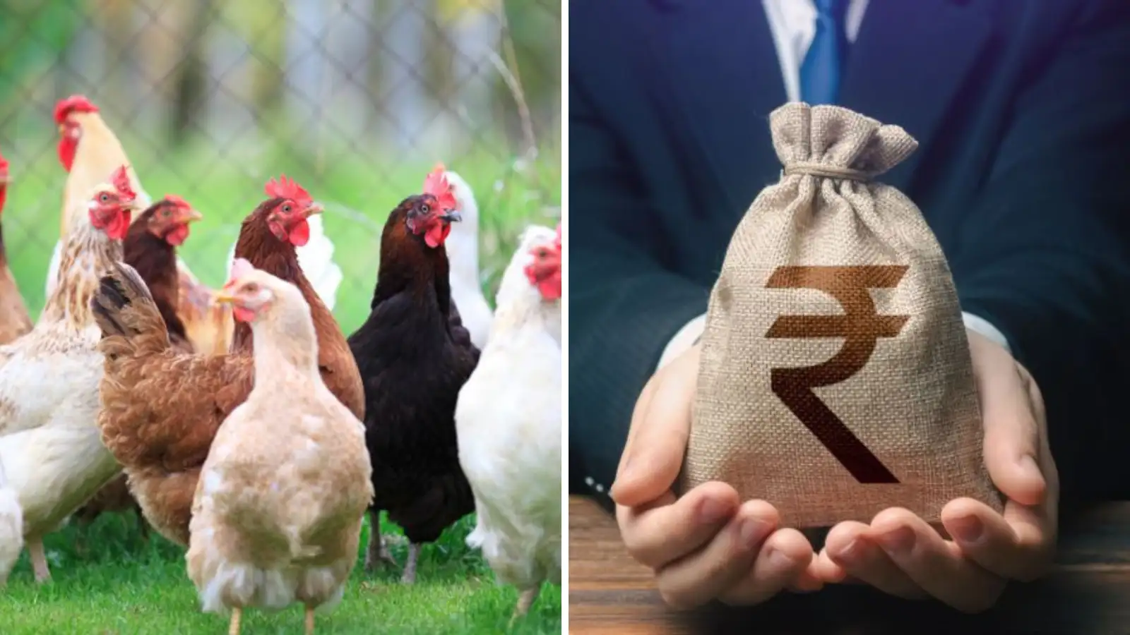 கோழிப்பண்ணை வைக்க ஆசையா? சூப்பர் வாய்ப்பு.. 10 லட்சம் வரை கடன் தர்றாங்க! 