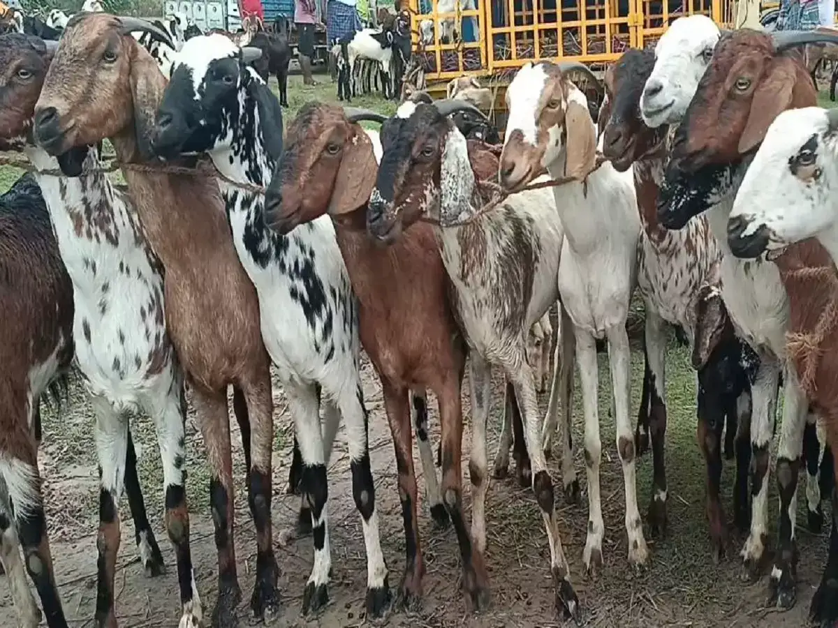 உளுந்தூர்பேட்டை வாரச்சந்தை... 2 மணி நேரத்தில் 3 கோடிக்கு மேல் ஆடு விற்பனை 