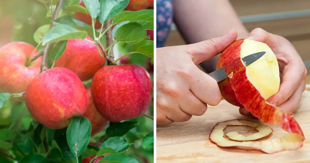 How To Keep Apple Colour Fresh After Cutting ????????????????????????????????? ???????????????????????????