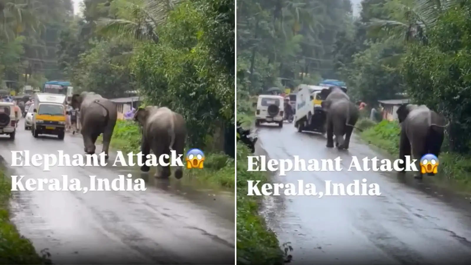 Kerala Elephants Attack Viral Video,बेकाबू हाथियों के झुंड ने सड़क पर ...