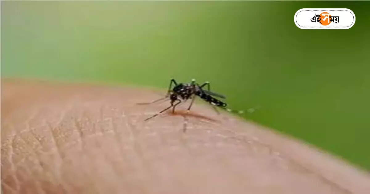 Dengue Symptoms : হিমেল হাওয়ায় কমবে ডেঙ্গির প্রকোপ? নিম্নগামী উইকলি গ্রাফও – as the temperature drops dengue cases in west bengal gradually decreasing