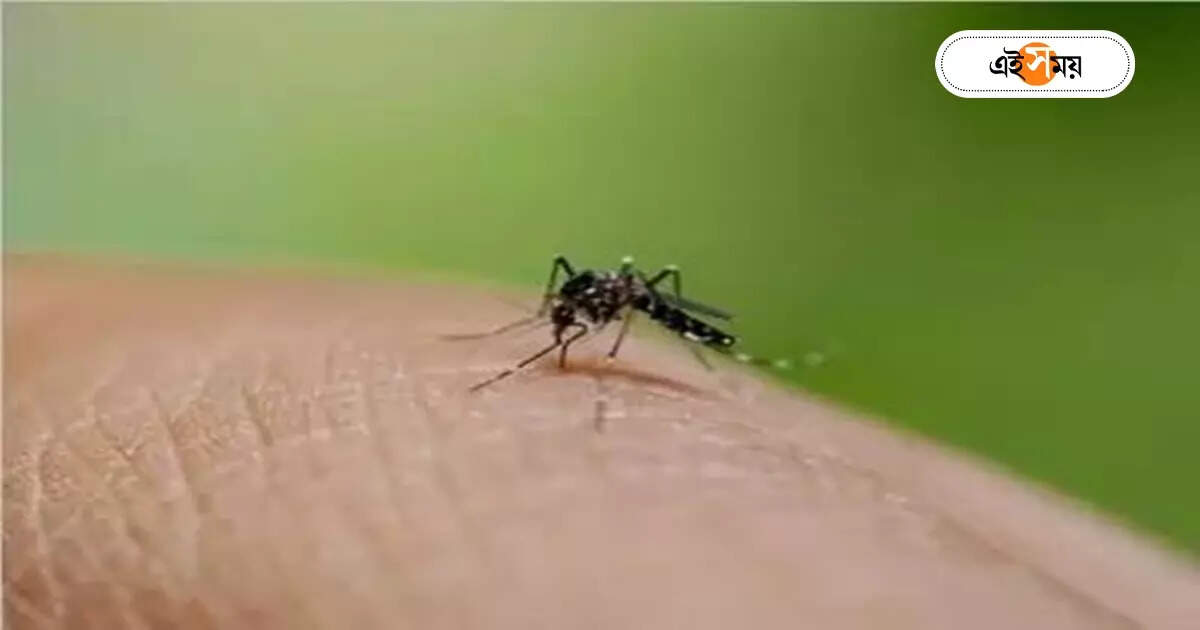 Dengue Fever : দ্রুত ছড়াচ্ছে ডেঙ্গি, গত সপ্তাহে সর্বাধিক আক্রান্ত ১,৩৫০ – last week 1350 people are infected with dengue according to a report published by the health department