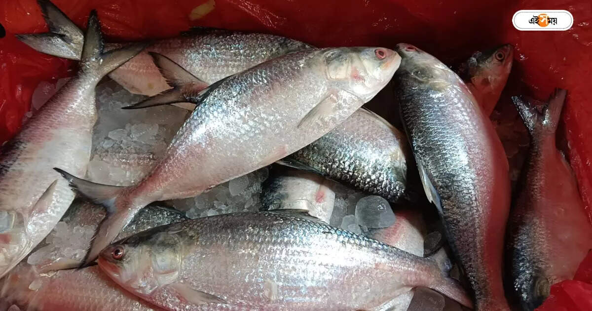 Padma Ilish Fish,পুজোর আগে মিলবে পদ্মার ইলিশ? দোলাচলে মৎস্য ব্যবসায়ীরা – did west bengal received hilsa fish ahead of durga puja know details