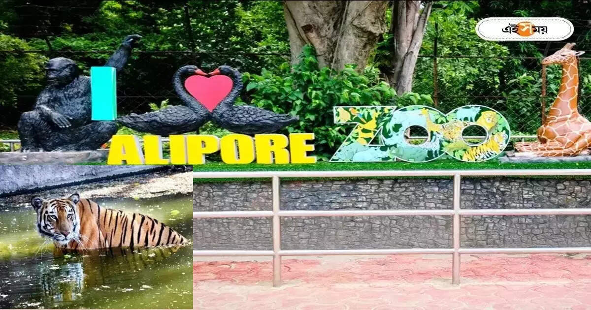 Alipore Zoo,Alipore Zoo : আলিপুর চিড়িয়াখানায় আরও আনন্দ, আজ থেকেই দর্শকদের সামনে নতুন ব্যাঘ্র ‘দম্পতি’ – alipore zoo authority brings two new tiger from north bengal
