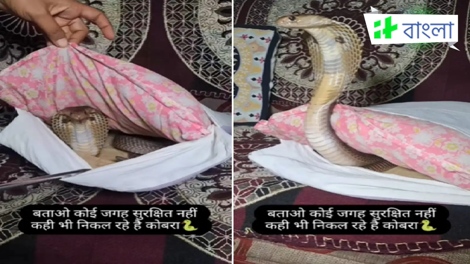 Viral Snake Video,বালিশের ভিতরে লুকিয়ে মৃত্যুদূত! বিশাল ফণা তুলে তেড়ে