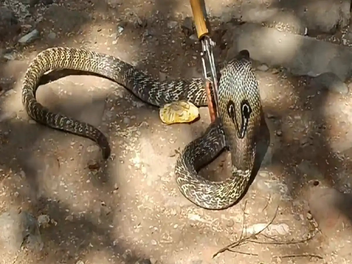 திண்டுக்கல் பழனி- ரேஷன் கடைக்குள் புகுந்த கோதுமை நாகம்; அதிர்ச்சியில் மயக்கம் அடைந்த ஊழியர்! 