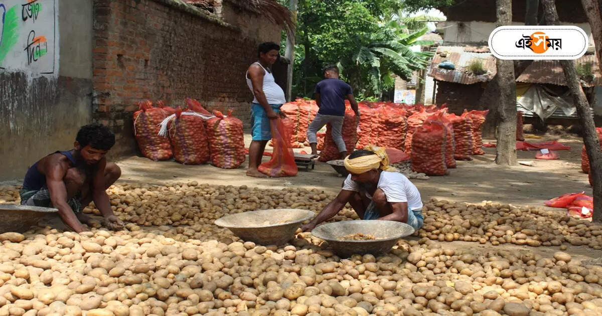 Potato Price Today : অগ্নিমূল্য আলু, এক সপ্তাহে বাড়ল ১০০ টাকা! এই অবস্থা কতদিন চলবে? – potato price hike 100 in last one week in murshidabad