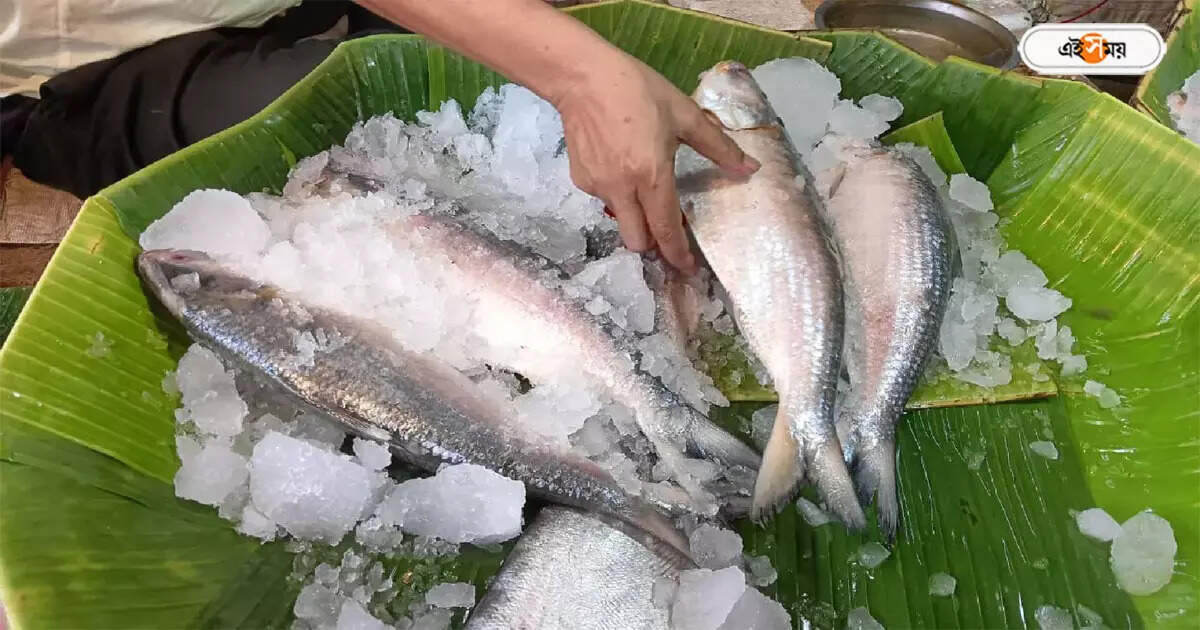 Hilsa Fish Farming At Local Pond By Central Inland Fisheries Research Institute At Kolaghat