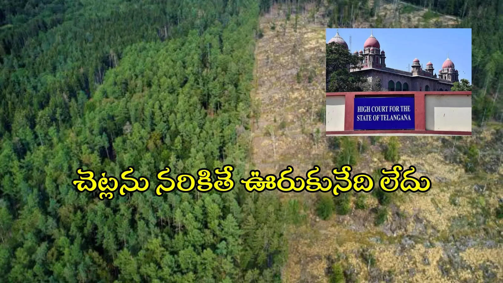 'అడవిలో చెట్లను నరికేస్తారా..? 200 మెుక్కలు నాటండి..' హైకోర్టు సంచలన తీర్పు