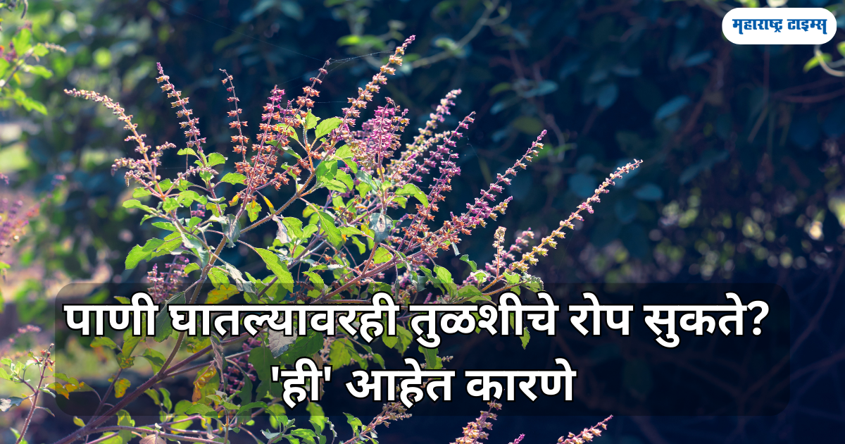 Holy Basil Plant Care Know Why Tulsi plant in your house remains