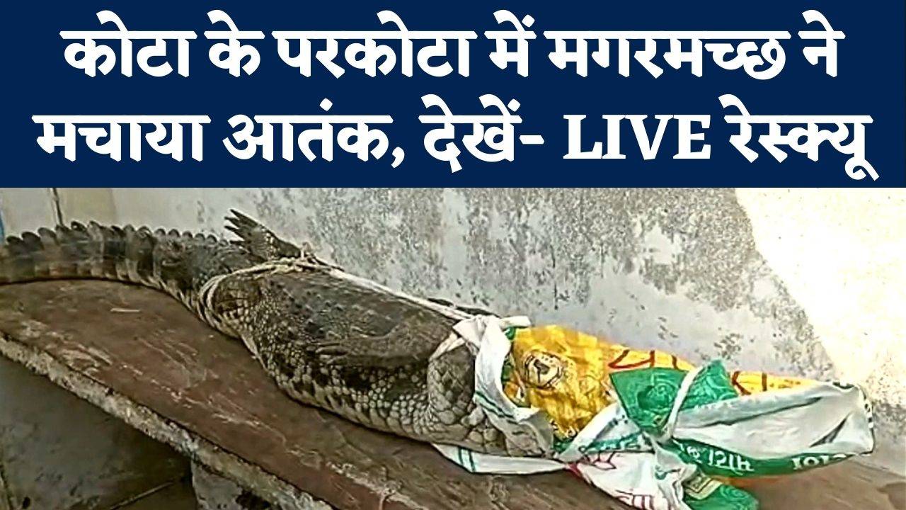 kota ki colony me ghusa magarmachchh dekhi live rescue operation: कोटा की कॉलोनी में घुसा मगरमच्छ देखें लाइव रेक्यू | Navbharat Times